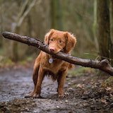 Doggo has stick